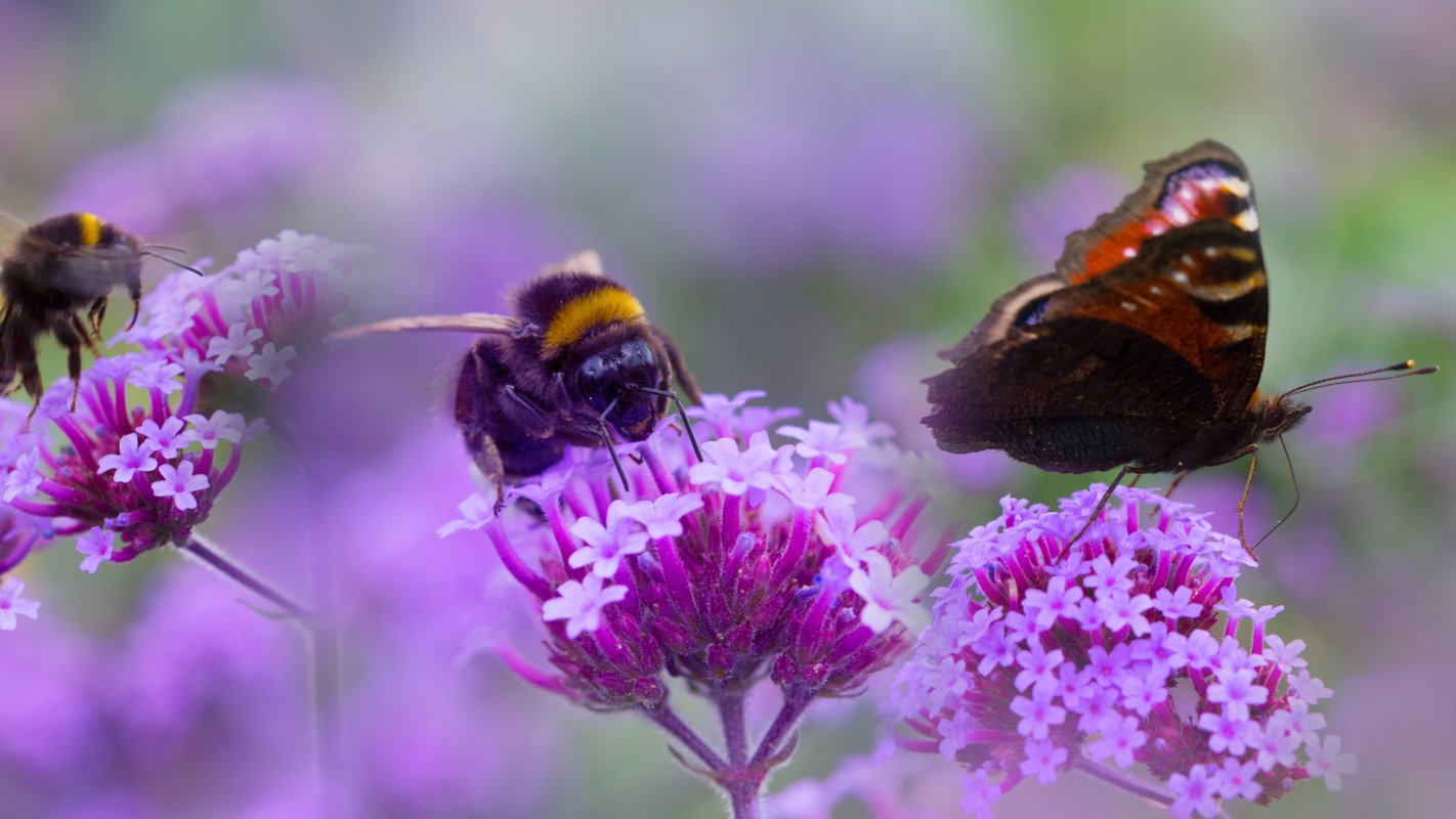 Bees & Butterflys_256284368